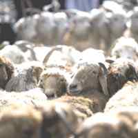 Ovejas en el mercado de ganado de Kashgar. Foto: Diego Azubel.