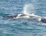 Como es sabido, para esta época del año, las ballenas francas del sur inician su período anual migratorio hacia el norte buscando sitios de reproducción como el Golfo Nuevo en Chubut y costas de Brasil.