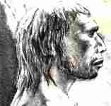 El Hombre de Neandertal, nuestro antepasado más cercano, tenía el cerebro menos desarrollado. Se lo dibuja con una frente huidiza y en chanfle hacia adentro porque su lóbulo frontal era menos moderno.