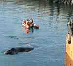 Una ballena franca pasó ayer de visita por el puerto de Comodoro Rivadavia.